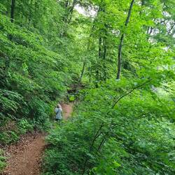 .... in den Wald gefunden haben