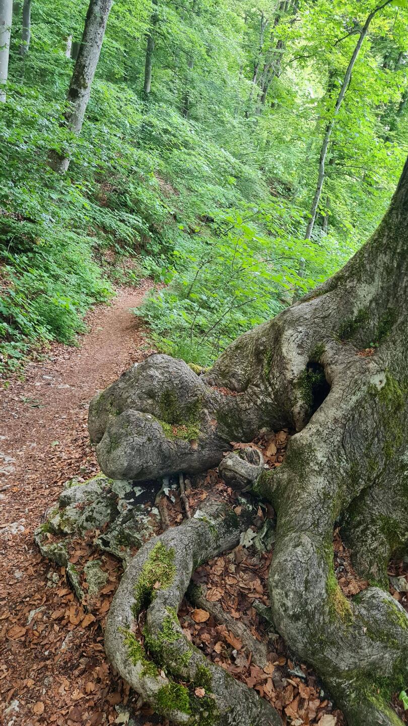 Es dauerte eine Weile, bis wir bei der Nebelhöhle den Weg ...