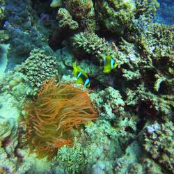 Anemone & Nemos