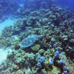 Turtle