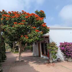 Sklaventreiber Bäume