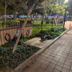 Katzen Park, viele Straßen Katzen aber haben alle sogar eine Hütte und werden von allen Geliebt