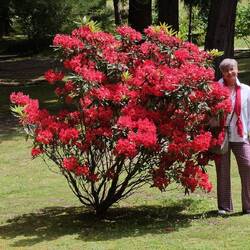 ... in voller Blüte ...