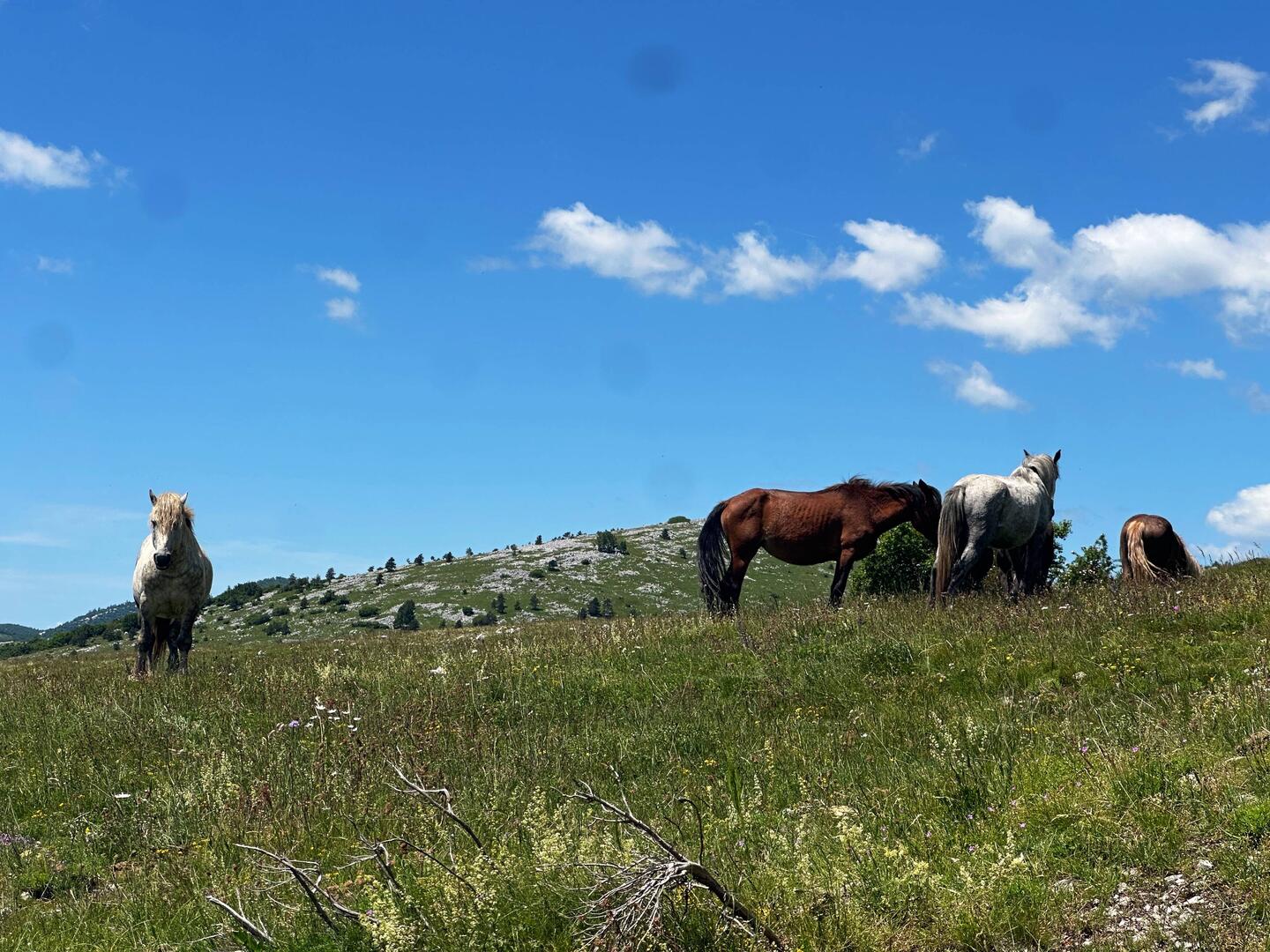 Eine Wildpferdherde