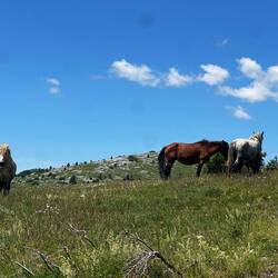 Eine Wildpferdherde