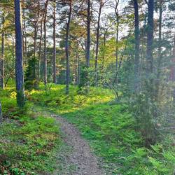 Schöner duftender Trail durch den Wald an der Steilküste (easy part 😎)