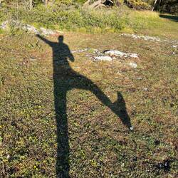 Reh, Fuchs und Hasen gesehen...