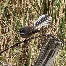 New Zealand Fantail
