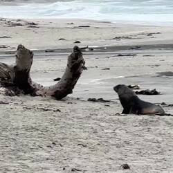 Big fella is going to find a sleepy hollow