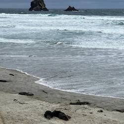 Sea lions as the big dark slugs on the beach.