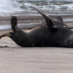 Wants you to tickle his tummy