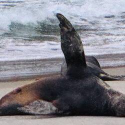 Flipping us the flipper!