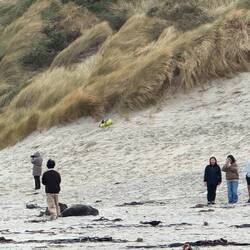 Makes me sad. This sea lion did chase the closest man away. But exhausted him. 😞