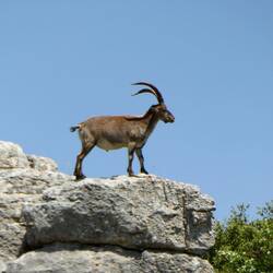 Und auf dem Weg haben wir dann eine Steinbock-Familie entdeckt.