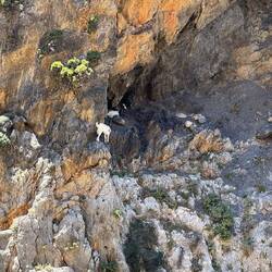Die Ziegenfreds schön im Schatten