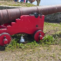 Ungewöhnlicher Brutplatz am alten Fort