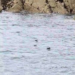 Papageientaucher-Kolonie, klein aber fein