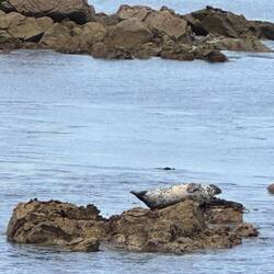 Robben gibt's ebenfalls