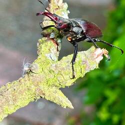 Hirschkäfer am Wegesrand