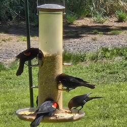 Blackbird at the feeders