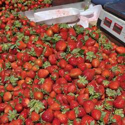 Gorgeous berries, warm in the sun