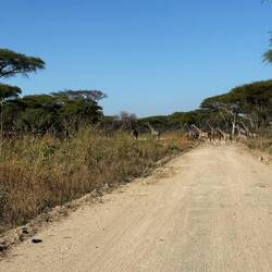 Eine Giraffenfamilie auf Sonntagsausflug.
