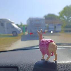 mal eine neue Ansicht von Mini-Kurt 🦙 🤭