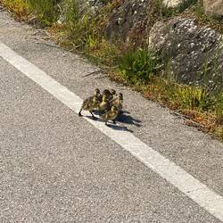 Auf der Suche der Mutter