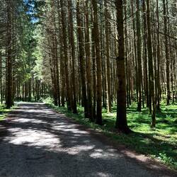 Toller, schattiger Waldweg.