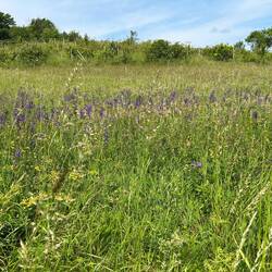 Blumen am Wegesrand