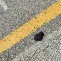 Und dann fällt uns eine Avocado vom Baum vor die Füße