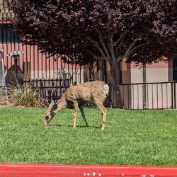 Oh deer! Selbst mitten in der Stadt hängen sie herum.