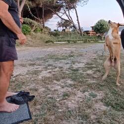 Mit Salami fängt man die Hunde