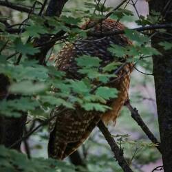 20 Meter weiter...sitzt auch schon eine im Baum😀🦉