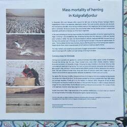Modern day sagas-Herring deaths in the Fjord - presumably due to climate change