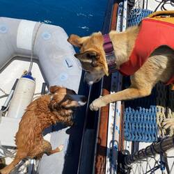 Saylor and her pal Rizzo from SY MOMENTUM.