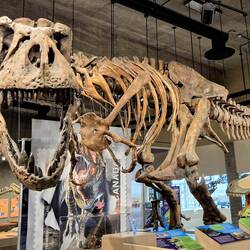 Gros dinosaure mangeur de dinosaure.