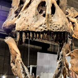 Tu as de belles dents, tu sais !