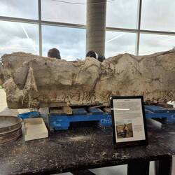 Le bloc date de 1995 mais ils ne sont pas pressés comme c'est "seulement" un Triceratops.