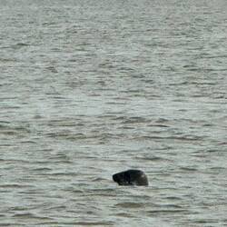 A lone seal 🦭 to see us off 😊