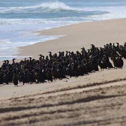 ... Kormorane begleiten uns...