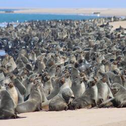 ...wo tausende Robben bereit sind, Fisch in der Bucht zu fangen