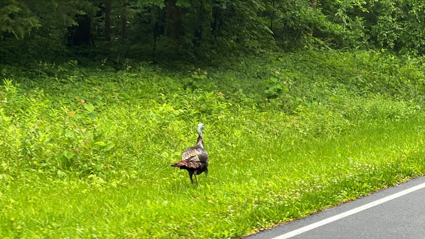 Ein amerikanischer Truthahn 🦃