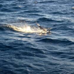 Interestingly, we only saw dolphins during our first day at sea. No more on this trip for 3094nm.