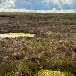 Peat bogs and heather