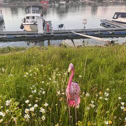 Solaris am Anleger des MSC Gernsheim... ja, der Vogel ist Geschmacksache