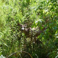 Das Deer hat leider nur ein Ohr.