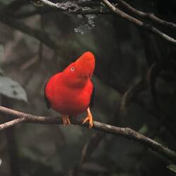 Felsenhahn/ Andean Cock-of-the-Rock