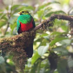 Quetzal