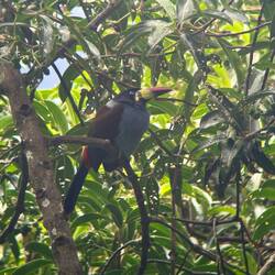 Grey-chested Mountain Tukan